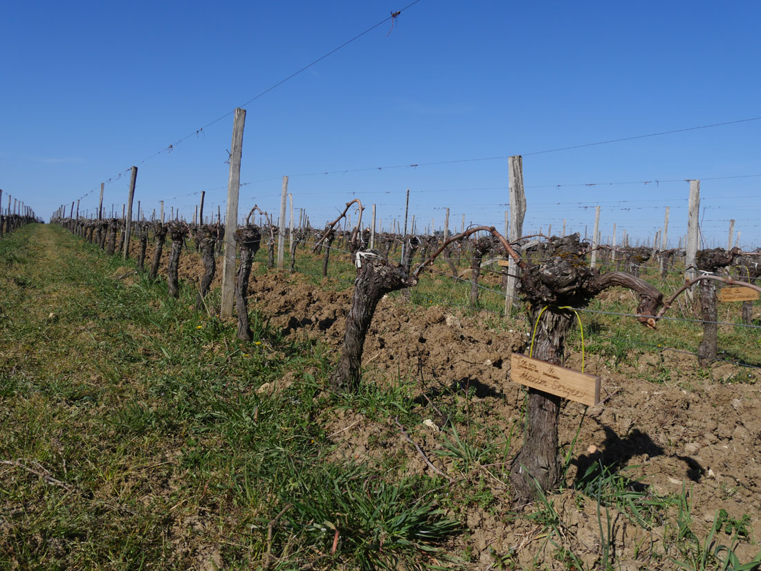 Виноградник на урожай